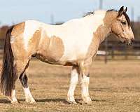 chestnut-appaloosa-pony