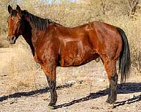 quarter-horse