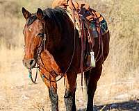 ranch-work-quarter-horse