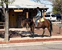 athletic-quarter-horse