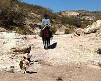 blue-eyed-quarter-horse