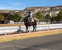 trail-quarter-horse