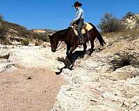 cowboy-mounted-shooting-quarter-horse