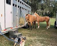 ranch-work-quarter-horse