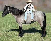 blue-roan-star-pony