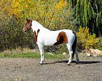 barrel-pattern-mustang-horse