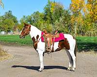 neck-reining-mustang-horse