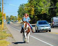 ranch-mustang-horse