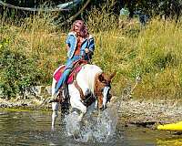 trail-mustang-horse