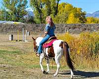 all-around-mustang-horse