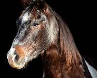 barrel-pattern-mustang-horse