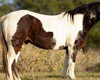 paint-mustang-horse