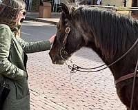 barrel-pattern-horse