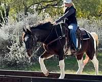 athletic-mustang-horse