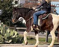 ranch-mustang-horse