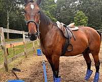 therapy-standardbred-horse