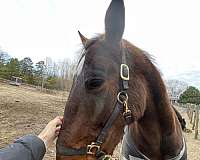 date-standardbred-horse