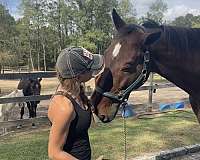 dental-standardbred-horse