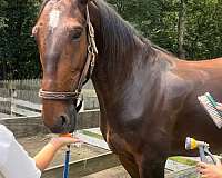 dog-standardbred-horse