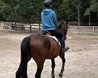 family-standardbred-horse