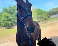 farrier-standardbred-horse