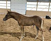 welsh-pony-colt