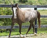 welsh-pony