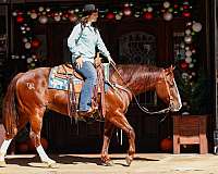 athletic-quarter-horse