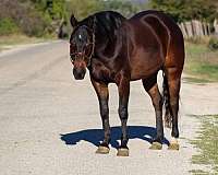 quarter-horse