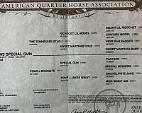 beginner-safe-quarter-horse