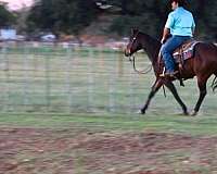 beginner-quarter-horse