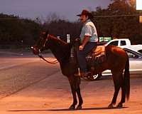 dressage-quarter-horse