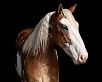 athletic-quarter-horse