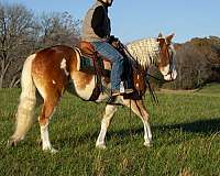 dressage-quarter-horse