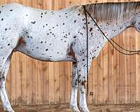 chestnut-appaloosa-horse