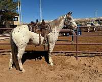 ranch-work-quarter-horse