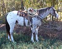 trail-quarter-horse