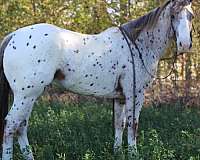 athletic-quarter-horse