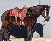 chestnut-appaloosa-horse