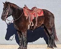 apaloosa-quarter-horse