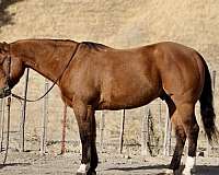 ranch-work-quarter-horse