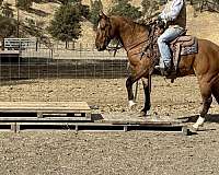 beginner-quarter-horse