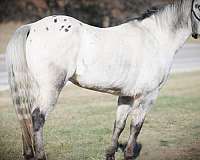 quarter-horse