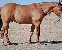 beginner-safe-quarter-horse