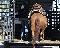 ranch-quarter-horse