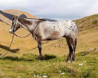 family-horse-quarter