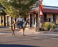 flashy-quarter-horse