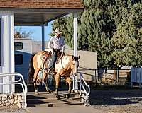 ranch-quarter-horse