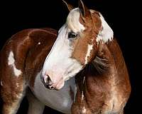 ranch-work-quarter-horse