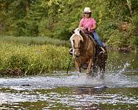 gun-safe-horse-missouri-fox-trotter